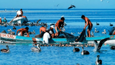 130 pescadores de Campeche aún pendientes de recibir apoyo económico por veda
