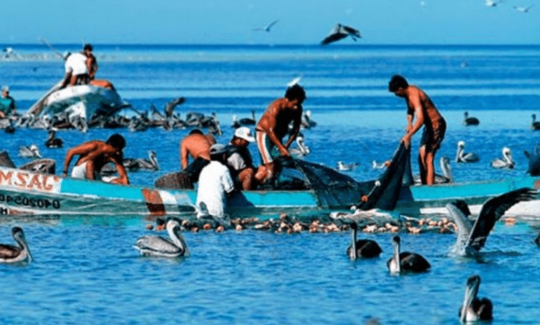 130 pescadores de Campeche aún pendientes de recibir apoyo económico por veda