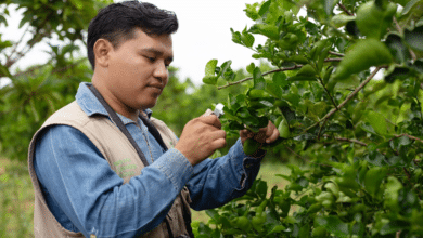 Activan emergencia fitosanitaria en Campeche por posible incremento de langostas