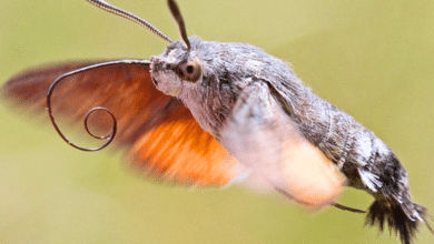 Aellopos Clavipes, la polilla que engaña al ojo humano por parecer un colibrí