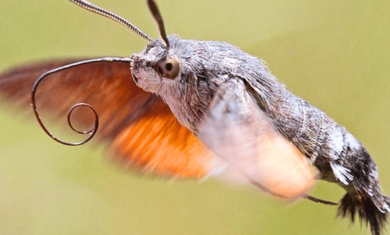 Aellopos Clavipes, la polilla que engaña al ojo humano por parecer un colibrí