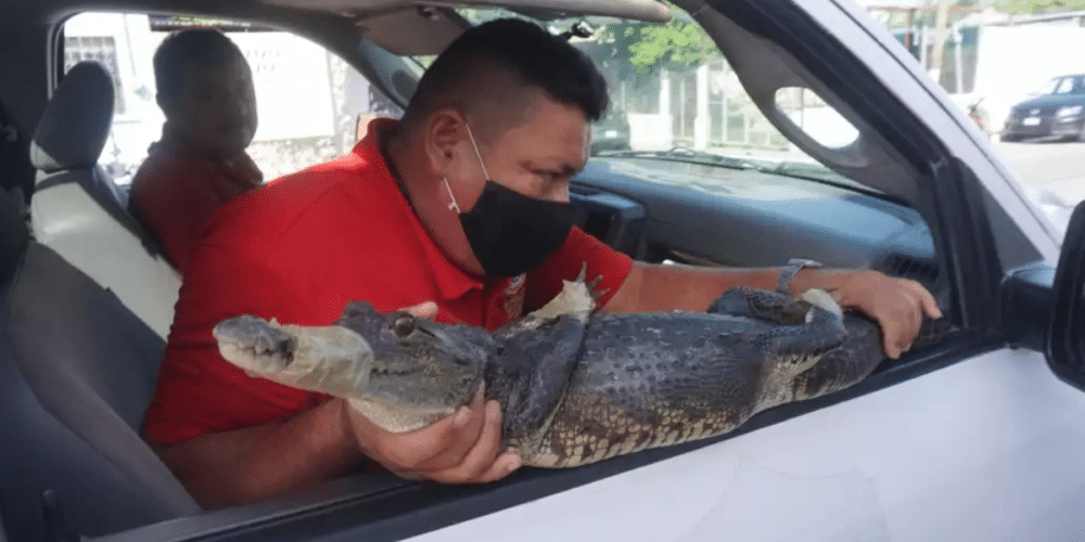 Ante temporada de lluvias, autoridades de Campeche alertan sobre avistamientos de cocodrilos