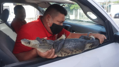 Ante temporada de lluvias, autoridades de Campeche alertan sobre avistamientos de cocodrilos