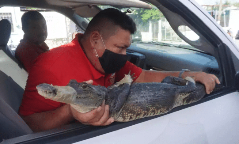 Ante temporada de lluvias, autoridades de Campeche alertan sobre avistamientos de cocodrilos