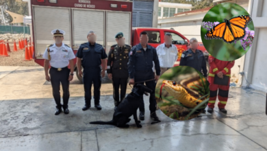 Bomberos de CDMX se capacitarán en rescate y manejo de fauna silvestre