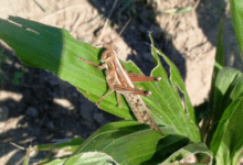 Campeche refuerza su ofensiva contra la langosta con más drones, personal e insumos