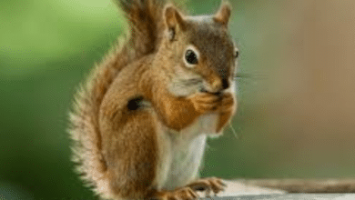 Científicos descubren que las ardillas en EE. UU. cazan a otros roedores