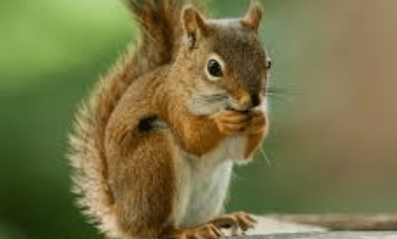 Científicos descubren que las ardillas en EE. UU. cazan a otros roedores