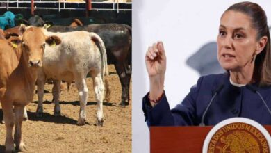 Claudia Sheinbaum prevé reapertura de exportación de ganado a EU