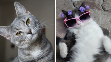 Cómo fortalecer el vínculo entre dueños y gatos claves respaldadas por la ciencia