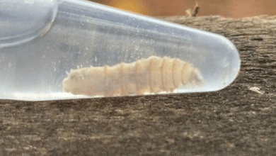 Confirman tercer caso humano de gusano barrenador en Ciudad del Carmen, Campeche