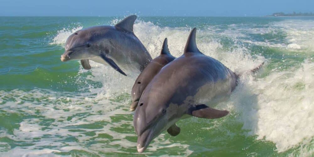 Delfines en Ciudad del Carmen Espectáculo natural que emerge del Golfo