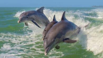 Delfines en Ciudad del Carmen Espectáculo natural que emerge del Golfo