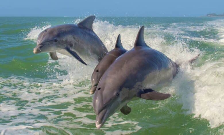Delfines en Ciudad del Carmen Espectáculo natural que emerge del Golfo
