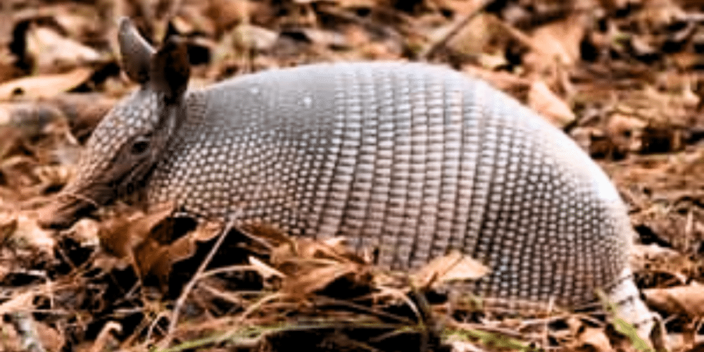 Día Internacional del Armadillo celebra y protege a esta especie única