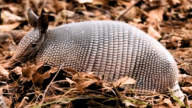 Día Internacional del Armadillo celebra y protege a esta especie única