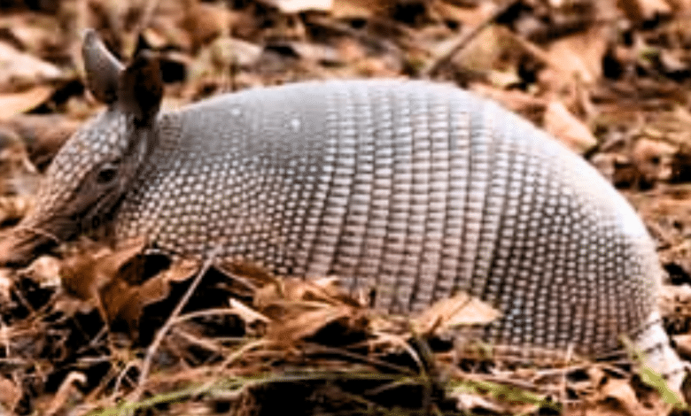 Día Internacional del Armadillo celebra y protege a esta especie única