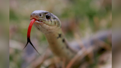 Doce personas han sido mordidas por serpientes en Campeche en 2025