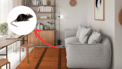 Colocar hojas de laurel en rincones del hogar es una forma natural, económica y segura de repeler roedores sin usar productos tóxicos.