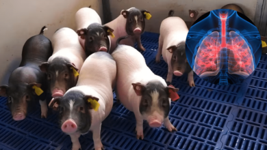Primer trasplante de pulmón de cerdo a humano abre debate sobre el futuro de la medicina