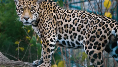 Video viral de jaguar en cueva resalta labor de conservación en Sierra de Vallejo (Foto por El Occidental)