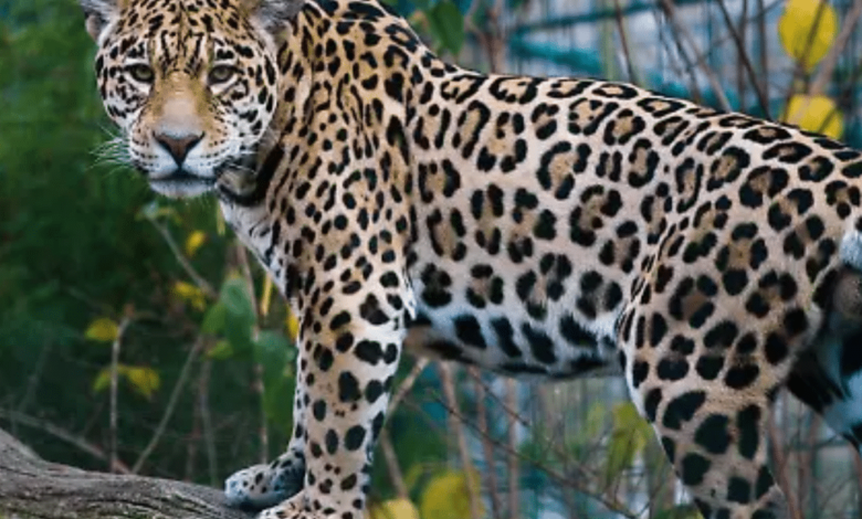 Video viral de jaguar en cueva resalta labor de conservación en Sierra de Vallejo (Foto por El Occidental)