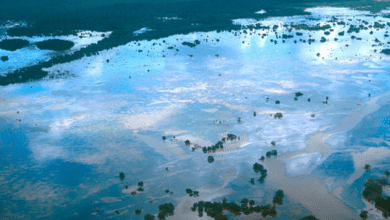 Los Petenes, reserva de la Biosfera y humedal de importancia internacional en Campeche