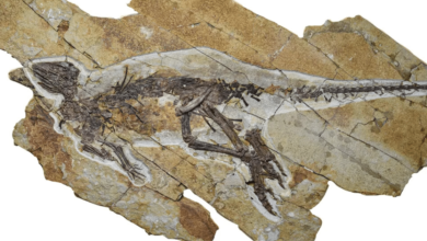 Nuevo fósil sugiere que los dinosaurios podían sonar como aves y no como en las películas