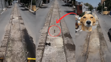 Operador de tren detiene la marcha en Av. Insurgentes Norte para rescatar a un perro de las vías
