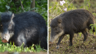 Pecarí de labios blancos en Campeche conservación comunitaria en la selva maya