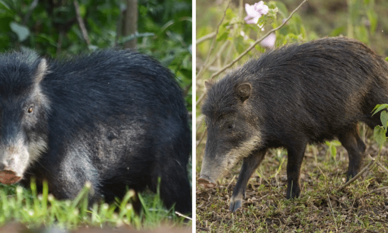 Pecarí de labios blancos en Campeche conservación comunitaria en la selva maya