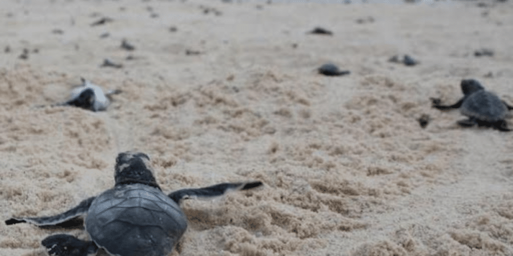 Perros y coyotes ponen en riesgo la anidación de tortugas en Campeche