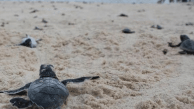 Perros y coyotes ponen en riesgo la anidación de tortugas en Campeche