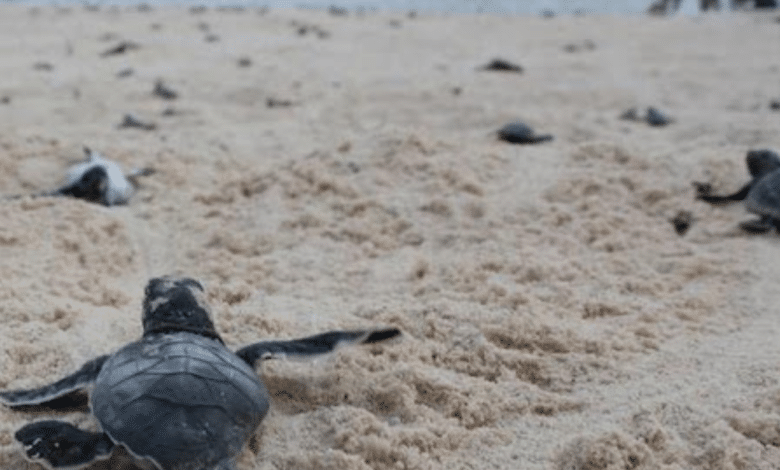 Perros y coyotes ponen en riesgo la anidación de tortugas en Campeche