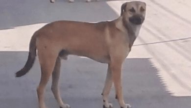 Piden justicia para “Max”, perrito abandonado por su dueño en Campeche