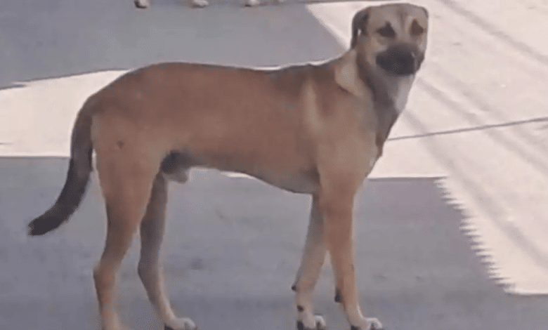 Piden justicia para “Max”, perrito abandonado por su dueño en Campeche