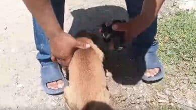 Protección Civil de Escárcega rescata a perrito atrapado en drenaje