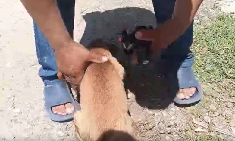 Protección Civil de Escárcega rescata a perrito atrapado en drenaje