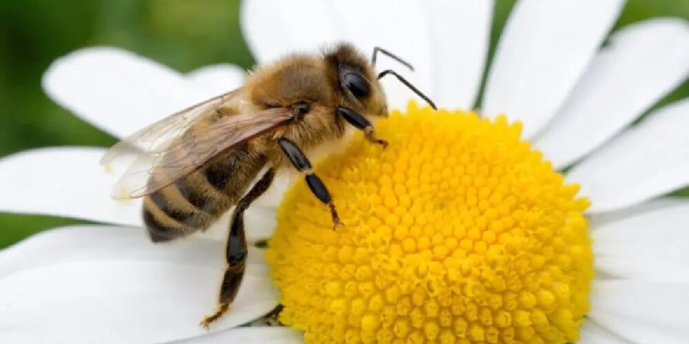 En peligro, la presencia de las abejas en el país (Foto de internet)