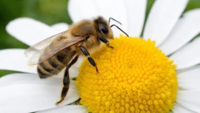 En peligro, la presencia de las abejas en el país (Foto de internet)