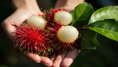 Rambután La ‘huaya asiática’ que conquista Campeche