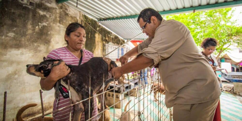 Realizan jornada de vacunación antirrábica en Carmen