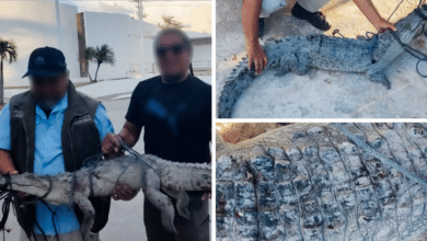 Rescatan cocodrilo de pantano herido en Campeche