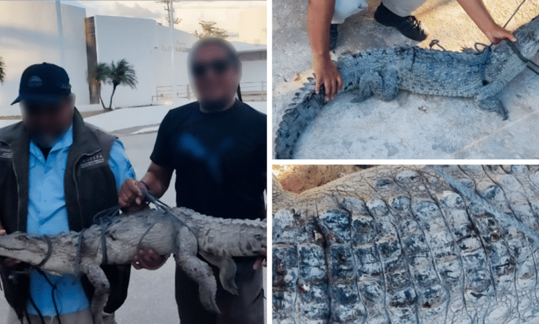 Rescatan cocodrilo de pantano herido en Campeche