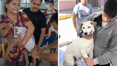 Vacunación antirrábica gratuita hoy en siete municipios de Campeche 1