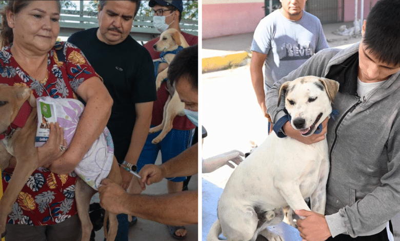 Vacunación antirrábica gratuita hoy en siete municipios de Campeche 1
