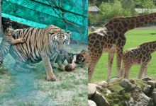 Zoológico de Dinamarca causa polémica al pedir mascotas no deseadas para alimentar a depredadores