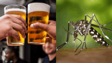 Beber cerveza aumenta la atracción hacia los mosquitos, según un estudio científico
