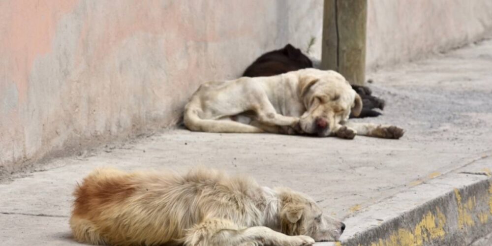 #Campeche | 🐶🚓🚨 Ciudadanos han indicado que el agresor atacó a par de perros y piden que se haga justicia. Denuncian maltrato animal en Hecelchakán (1)
