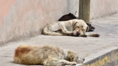 #Campeche | 🐶🚓🚨 Ciudadanos han indicado que el agresor atacó a par de perros y piden que se haga justicia. Denuncian maltrato animal en Hecelchakán (1)